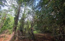 Cyprus Road, Hortense, GA 31543