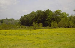 350 Rotan, Corrigan, TX 75939