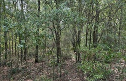 176 MAPLE Lane, Interlachen, FL 32148