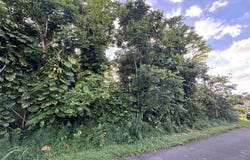 PUHALA DR, Pahoa, HI 96778