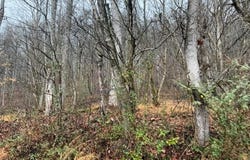 Fork River Road, Abingdon, VA 24210