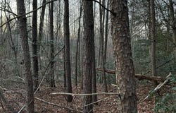 PRATTS PLACE, MONTROSS, VA 22520