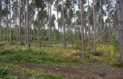 Old Beechwood Road, Iron River, MI 49935