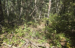 S Jeanne Drive, Baldwin, MI 49304