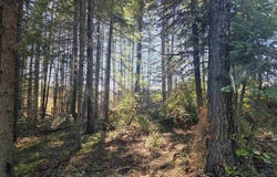 Schmidt Mill Road, Weippe, ID 83544