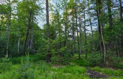Old Tacy Road lot: 303, Bethel, NY 12720