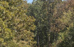 L5 B8 Dannels Drive, Highland, AR 72542