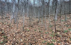 805 Sparkling Falls Road, Whittier, NC 28789