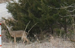 Tim Road, Edwards, MO 65326