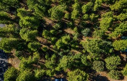 711 Pine Creek Drive, Lakeside, AZ 85929