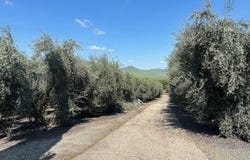 Avenue 234, Lindsay, CA 93247