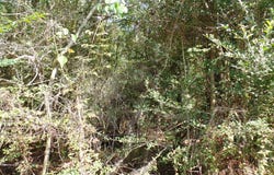 795 County Road 580, Call, TX 75933