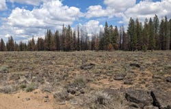 Bull Pine Road, Bly, OR 97622