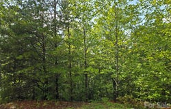 Pinegrove Drive, Bostic, NC 28018