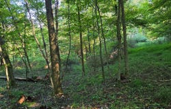 BLACK WALNUT Road, COMMODORE, PA 15729
