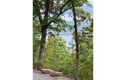 Paradise Lane, Bee Branch, AR 72013