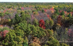 Timber Trail, Prescott, MI 48756