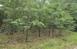 Kickapoo Trail lot: 1007, Mabank, TX 75156