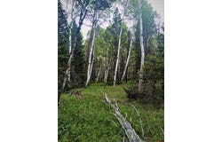 525 Crest Drive, Cimarron, CO 81220