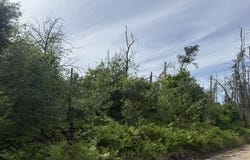 Parcel 2 Nelson Road, Idlewild, MI 49642