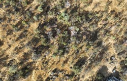 1203 Corral Drive, Coarsegold, CA 93614