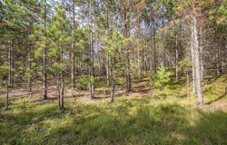 2 Crosscut Way, Davis, WV 26260