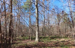 637 Cook Road, Ridgeway, SC 29130