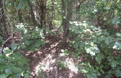 Wildwood, Murchison, TX 75778