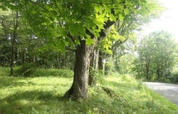 Henry Road, Cragsmoor, NY 12420