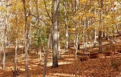 47 QUARRY HILL RD, HOT SPRINGS, VA 24445