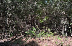 Tract #2 Convick Circle, Pavo, GA 31778