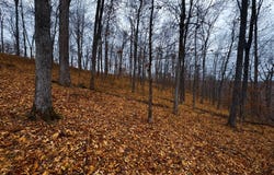 Bear Run, Smithville, WV 26178