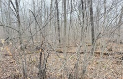 28 7/8 Avenue lot: 20, Birchwood, WI 54817
