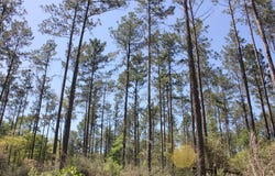 PID 36982 HWY 103W, Lufkin, TX 75904