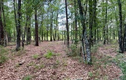 Parcel: 12636 CR 4740, Kennard, TX 75847