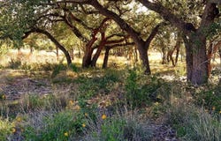 Whiskey Trl, Blanco, TX 78606