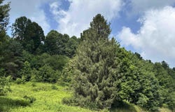 Barbour County Highway, Belington, WV 26250