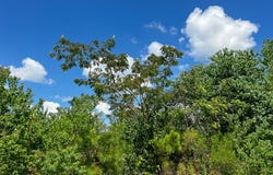 FM 1010, Cleveland, TX 77327