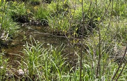 County Road P-309, Alton, MO 65606