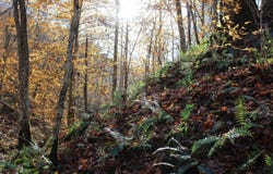 Middle Fork Greasy Creek Road, Boons Camp, KY 41204