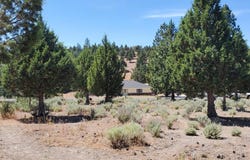 Lake Shore Dr., Weed, CA 96094