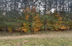 161 Sigma Road SE, Kalkaska, MI 49646