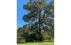 009 County Rd 242, Oakwood, TX 75855