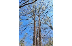 RIDGE RD lot: 3, PALMYRA, VA 22963