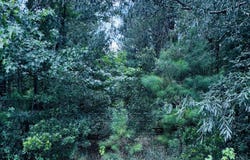 Smith Road, Darien, GA 31305