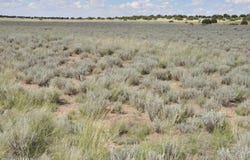 76 acres CR 6451, St. Johns, AZ 85936