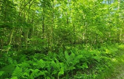 20 AC CAMP 23 RD., GULLIVER, MI 49840