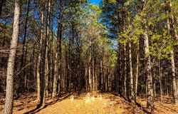 Crockett Point, Jasper, TN 37347