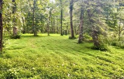 217 Saw Mill Lane, Duff, TN 37729