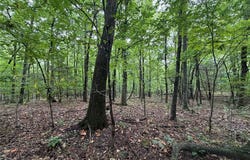 Tract 6 NC 6832, Jasper, AR 72641
